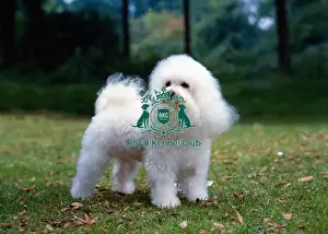 Diane Pearce Collection Prints: Bichon Frise