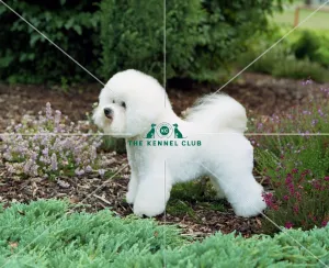 Bichon Frise