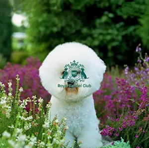 Toy Group Prints: Bichon Frise