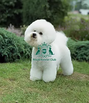 Bichon Frise