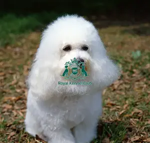 Toy Group Prints: Bichon Frise