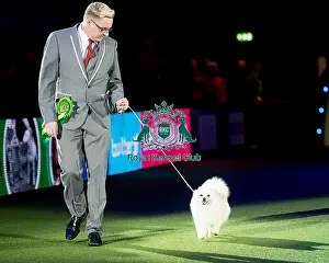 Crufts 2016 Prints: BIS judging