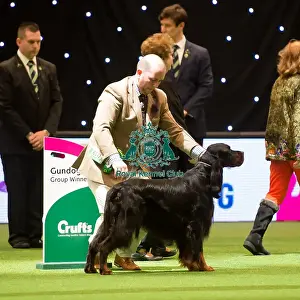 BIS judging
