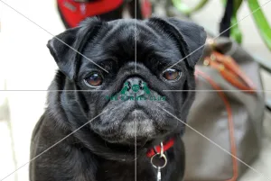 Pug Pug