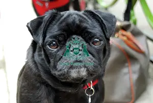 Pug