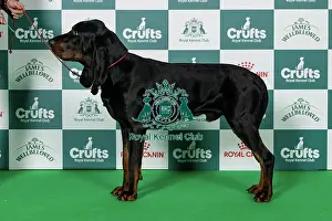 Hound Group Prints: Black and Tan Coonhound Best of Breed Crufts 2026