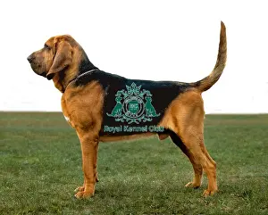 Bloodhound