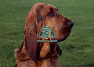 Bloodhound