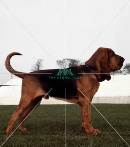 Bloodhound