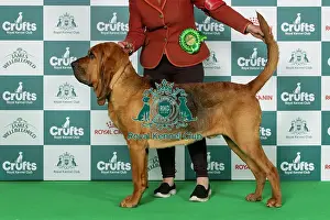 Bloodhound Prints: Bloodhound Best of Breed Crufts 2026
