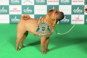 Crufts 2025 Best Of Breed Prints: BOB