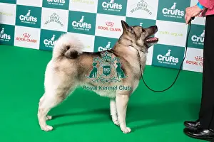 Crufts 2025 Best Of Breed Prints: BOB
