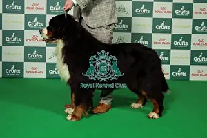 Crufts 2025 Best Of Breed Prints: BOB Sunday