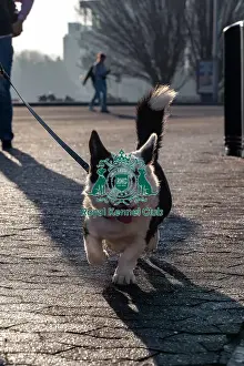 Crufts 2025 BeatMedia Prints: Bobbi, a Welsh Corgi ( Cardigan)