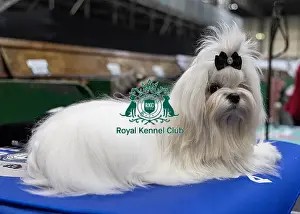 Essex Prints: Bon Bon a Maltese, resting before competing today (Friday 07/03/25)