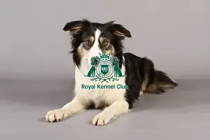 Crufts 2013 Prints: Border Collie