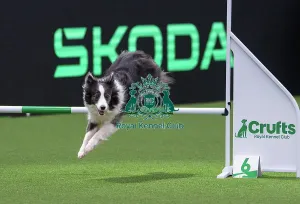 Crufts 2026 Agility Prints: Border Collie - Agility Singles