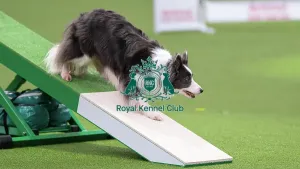 Crufts 2026 Agility Prints: Border Collie - Agility Singles