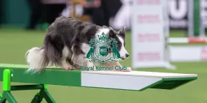 Crufts 2026 Agility Prints: Border Collie - Agility Singles