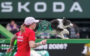 Crufts 2026 Agility Prints: Border Collie - Agility Singles