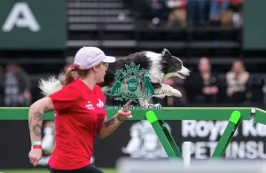 Crufts 2026 Agility Prints: Border Collie - Agility Singles