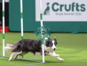 Crufts 2026 Agility Prints: Border Collie - Agility Singles