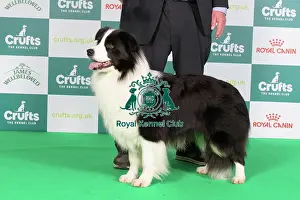 Border Collie Best of Breed Crufts 2024 stacked 12064 - Rosehurst Royal Sunset (Mr E Broadhurst)
