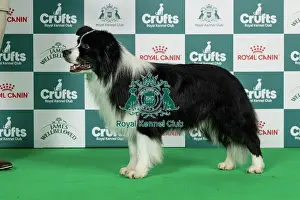 Thursday Prints: Border Collie Best of Breed Crufts 2026