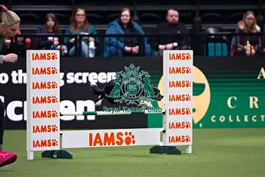 Border Collie Prints: Border Collie competing in Crufts Singles Intermediate