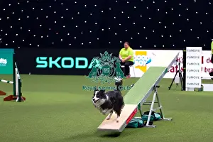 Border Collie Prints: Border Collie Competing in Crufts Singles Medium