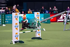 Border Collie Prints: Border Collie Competing in Crufts Singles Medium