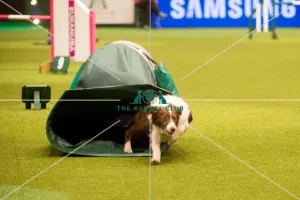 border collie going through the tunnel at Crufts 2015
