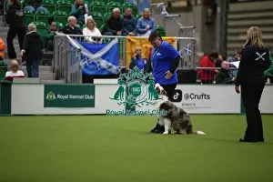 Obedience Ring Prints: Border Collie and handler practicing obedience