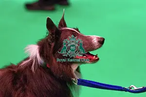 Border Collie Prints: Border Collie prepares for agility