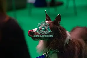 Border Collie Prints: Border Collie prepares for agility
