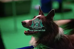 Border Collie Prints: Border Collie prepares for agility