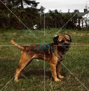 Border Terrier