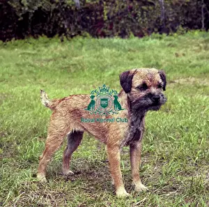 Terrier Group Prints: Border Terrier