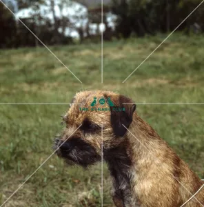 Border Terrier