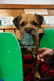 Thursday 6th Prints: A Border Terrier On The Benches