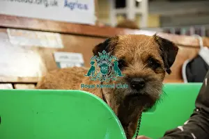 Dogs Prints: A Border Terrier On The Benches