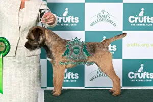 Crufts 2025 Best Of Breed Prints: Border Terrier BOB