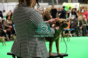 Thursday 6th Prints: A Border Terrier On The Judging Table
