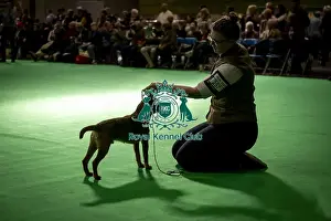 Terrier Group Prints: Border Terrier showing in ring 12