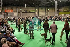 Terrier Group Prints: Border Terrier showing in ring 12