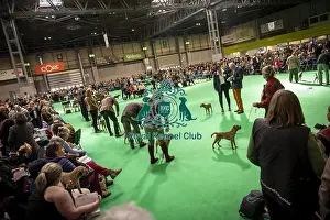 Terrier Group Prints: Border Terrier showing in ring 12