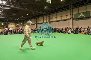 Terrier Group Prints: Border Terrier's being shown in Ring 12