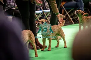 Border Terrier's being shown in Ring 12 today (Thursday 06/03/25)