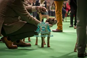 Terrier Group Prints: Border Terrier's being shown in Ring 12 today (Thursday 06/03/25)