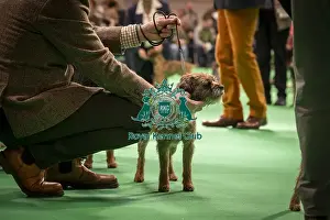 Terrier Group Prints: Border Terrier's being shown in Ring 12 today (Thursday 06/03/25)